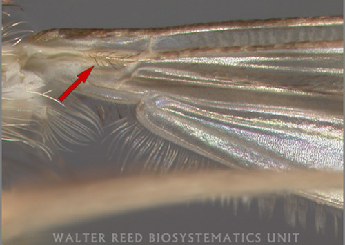 Distinguishing hairs arising from the ventral side of the wing of Culiseta melanura