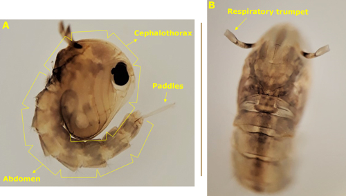 Pupa of the northern house mosquito Culex pipiens Linnaeus. (A) Pupal body. (B) Dorsal view of the pupa showing the respiratory trumpets. Photographs by Abdullah A. Alomar, University of Florida