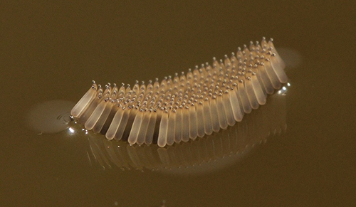 Egg raft of the northern house mosquito Culex pipiens Linnaeus. Photograph by Lawrence E. Reeves, University of Florida.