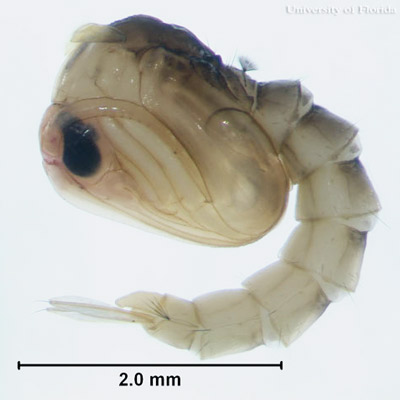 Pupa of the yellow fever mosquito, Aedes aegypti (Linnaeus).