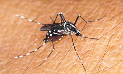 Adult Asian tiger mosquito, Aedes albopictus (Skuse). 