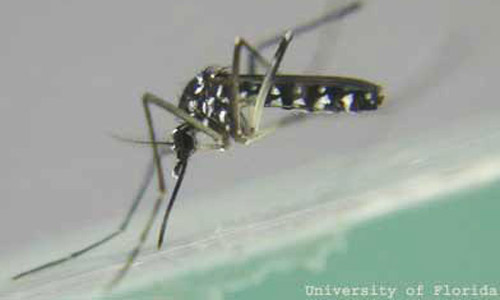 Adult Asian tiger mosquito, Aedes albopictus (Skuse).