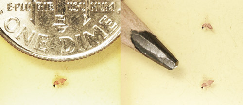 Culicoides furens shown next to a U.S. dime and pencil point to demonstrate the relative size of this adult biting midge species. 