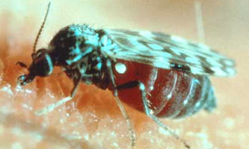 Adult biting midge, Culicoides sonorensis Wirth and Jones, showing blood-filled abdomen and the characteristic wings patterns used for species identification. 