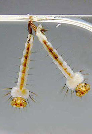 Fourth stage larvae of the crabhole mosquito, Deinocerites cancer Theobald. 