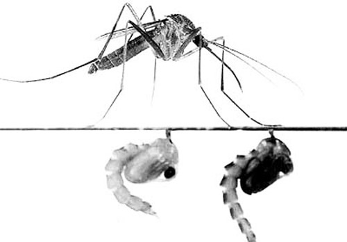 The crabhole mosquito, Deinocerites cancer Theobald, exhibiting pupal attendance.