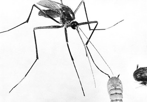Male crabhole mosquito, Deinocerites cancer Theobald, attached to a pupa's air trumpet with the tarsal claw of its foreleg.