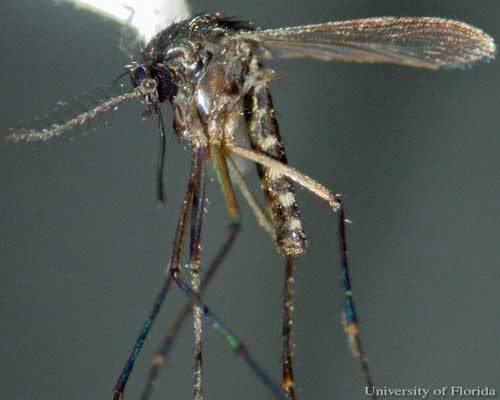 Adult female Culex (Melanoconion) iolambdis Dyar, a mosquito.