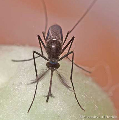 Adult male Culex (Melanoconion) iolambdis Dyar, a mosquito.