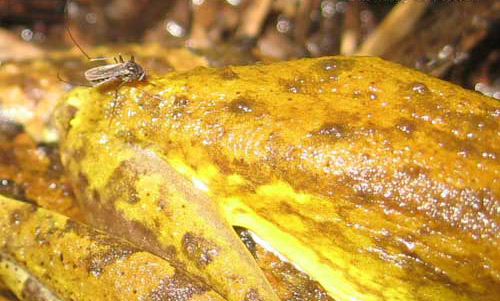 An adult Culex iolambdis Dyar mosquito (upper left) feeding on Osteopilus septentrionalis, the Cuban tree frog. 