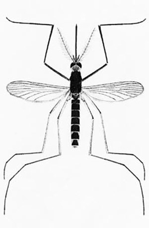 Drawing of adult Florida SLE mosquito, Culex nigripalpus Theobald.