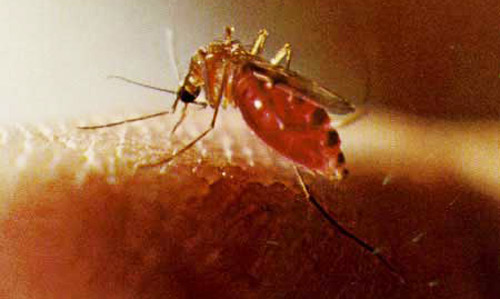 Adult female Florida SLE mosquito, Culex nigripalpus Theobald, with blood meal.