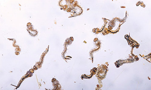Larvae of Culex nigripalpus Theobald.