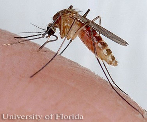 Adult female southern house mosquito