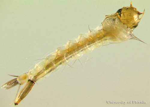 Larva of the southern house mosquito