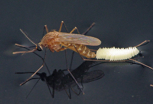 Female southern house mosquito