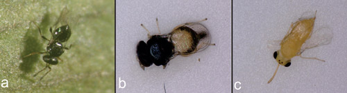 Parasitoids of ficus whitefly. (a) Amitus bennetti; (b) Baeoentedon balios Wang, Huang & Polaszek; (c) Encarsia protransvena