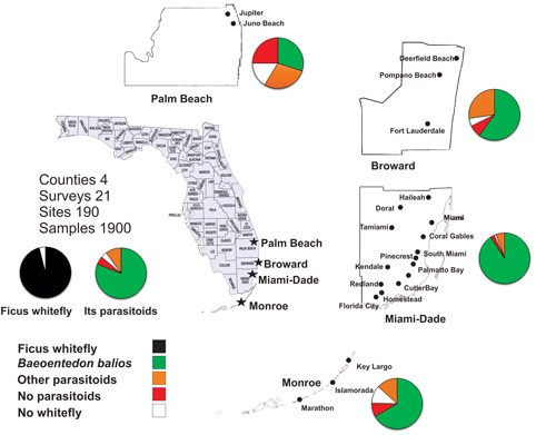 Distribution of Baeoentedon balios, a parasitoid of ficus whitefly, in four counties of Florida based on our surveys from 2015-2016
