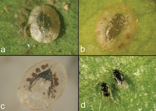 Nymphs of ficus whitefly parasitized by Amitus bennetti. (a-b) Parasitized ficus whitefly nymphs; (c) Pupal exuvia after emergence of Amitus bennetti; (d) The dorsal view of an adult male (on right side) and female (on left side) of Amitus bennetti