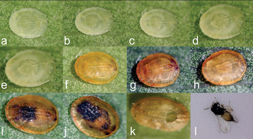 Development of second instar nymphs of ficus whitefly after being parasitized by Baeoentedon balios. (a-e) Larval stages; (f-h) Pre-pupation stage; (i-j) Pupal stage; (k) Exit hole after adult parasitoid emerged; (l) Female adult of Baeoentedon balios Wang, Huang & Polaszek