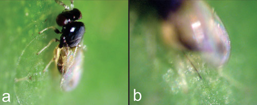 Baeoentedon balios Wang, Huang & Polaszek, a parasitoid, parasitizing a ficus whitefly nymph. (a) Parasitoid inserting its ovipositor in the dorsal thorax of the second instar; (b) Close-up of figure 7a, showing inserted ovipositor