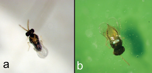 Encarsia variegata, a hyperparasitoid of Baeoentedon balios Wang, Huang & Polaszek. (a) Male; (b) Female