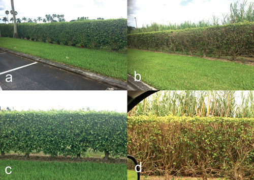 Ficus benjamina hedges in ornamental landscape at a Florida Keys outlet center, Florida City, Florida. (a-b) Hedges on both sides of the road with a distance of approximately 50 feet between them showing levels of defoliation; (c-d) Close-up of hedges in figures 10a-b
