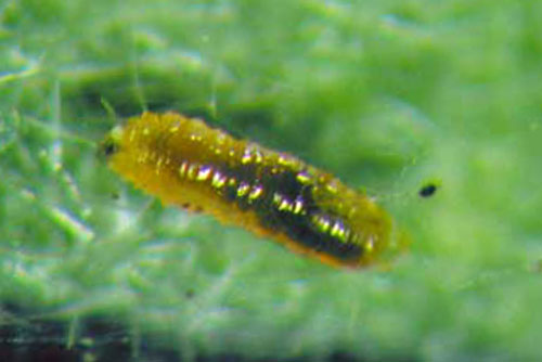 Larva of the predatory gall-midge
