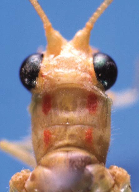 Dorsal view of head and pronotum, Plesiochrysa brasiliensis 