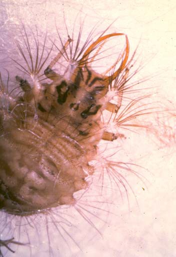 Larva, Ceraeochrysa valida 