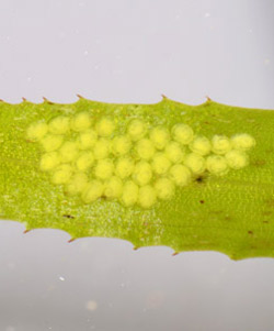 Egg mass sizes vary and are often laid on plant tissue (right).