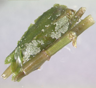 Larvae are mobile and retreat into a cocoon between feedings. Cocoons are constructed of plant materials and attached to a hydrilla stem (right).