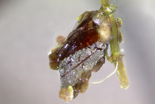 A cocoon constructed and occupied by a Parapoynx diminutalis larva. Parapoynx diminutalis use plant stems, leaves and other materials to construct their cocoons and attach to submerged stems or plant material. 