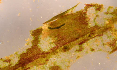 Damage inflicted on hydrilla leaf by a first instar of Parapoynx diminutalis. 