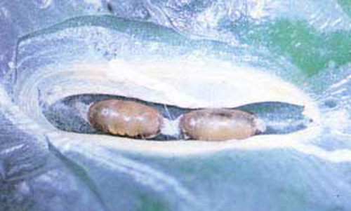 Pupal cell in leaf with two to four Ageniaspis citricola Logvinovskaya pupae. 
