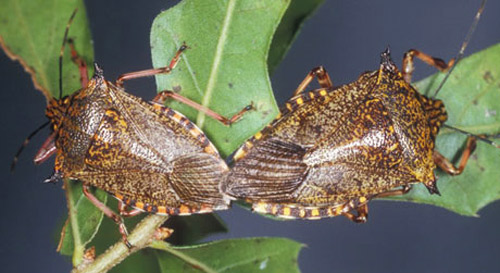 Mating adults of the predatory stink bug, Alcaeorrhynchus grandis (Dallas). Alcaeorrhynchus grandis adults have double spines on the humeral angles. For example, notice the right humeral spines on the adult on the right, one of which is longer and more pointed than the other. This is a key identifying characteristic. 