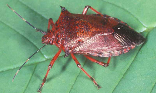 Adult predatory stink bug, Alcaeorrhynchus grandis (Dallas), with an unusual red coloring. 