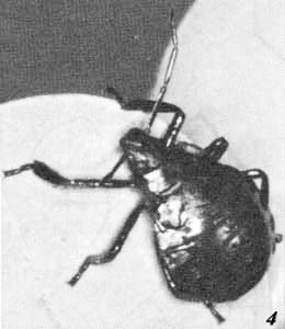 First four instars of the predatory stink bug, Alcaeorrhynchus grandis (Dallas, 3) third instar