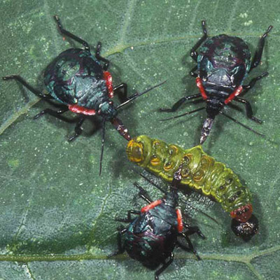 Nymphs of the predatory stink bug Alcaeorrhynchus grandis (Dallas) exhibiting group predatory behavior by jointing attacking a bean leafroller caterpillar.