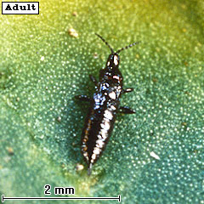A short-winged (brachypterous) adult alligatorweed thrips, Amynothrips andersoni O'Neill. 