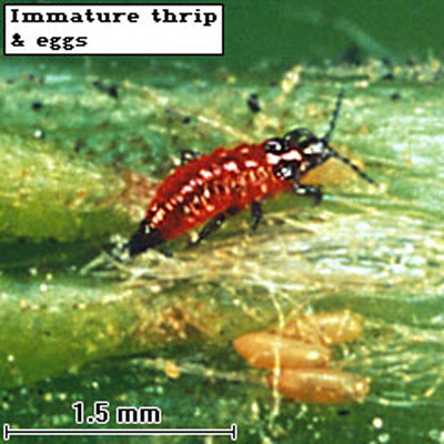 Second instar larva (deep red in color with black legs) and yellowish eggs (foreground) of the alligatorweed thrips, Amynothrips andersoni O'Neill. 