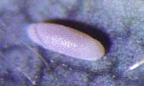 Egg shell of an emerged hover fly.
