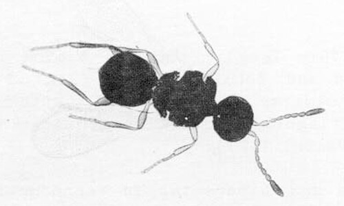 Adult female Amitus hesperidum Silvestri, a parasitoid of the citrus blackfly. See clubbed antennae. 