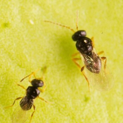Adult female (lower left) and male (upper right) of Amitus hesperidum Silvestri, a parasitoid of the citrus blackfly. See clubbed antennae on female and filiform antennae on male. 