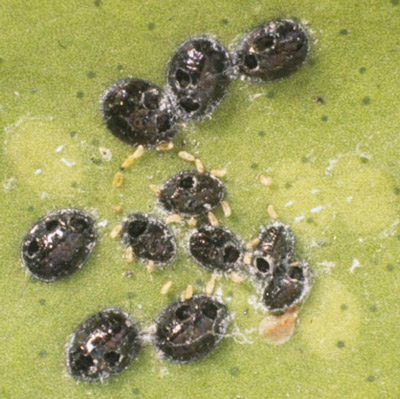 Empty pupal cases of the citrus blackfly, Aleurocanthus woglumi Ashby, from which adult parasitoids of Amitus hesperidum have emerged.