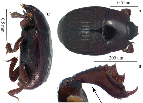 Carcinops pumilio, adult specimen. A) View from above. B) Front tibia of the adult. The arrow indicates the characteristic arcuate (curved, bow-like) shape of the front tibia in Carcinops pumilio. C) View from the side