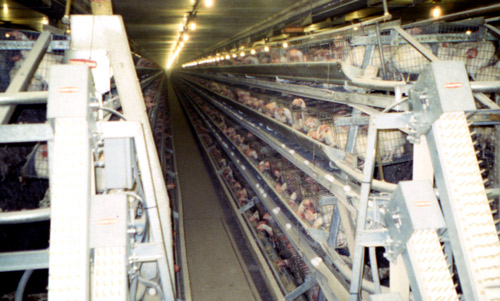 An example of a caged-layer poultry cage