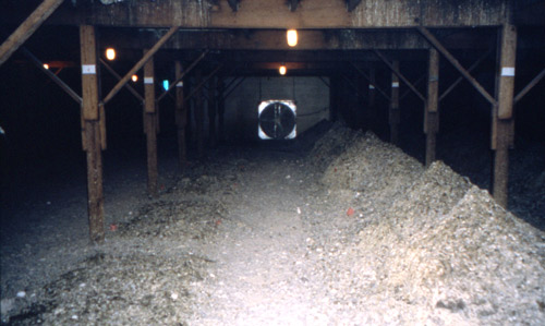 Manure pit underneath cage-layer poultry house. The left row of manure has been recently removed. The right row shows poultry manure accumulation