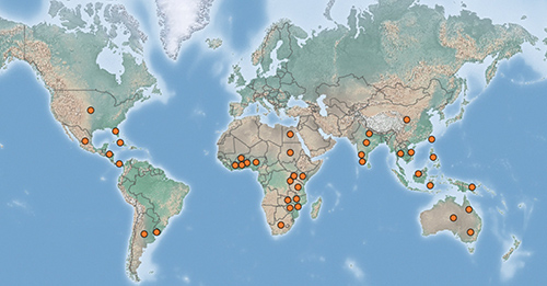 Map showing global distribution of chevroned water hyacinth weevil, Neochetina bruchi Hustache. Orange dots represent areas with reported occurrence of chevroned water hyacinth weevil. Map by the Center for Agriculture and Bioscience International. (Available online at: https://www.cabi.org/isc/datasheet/35785#toDistributionMaps. Accessed 16 April 2020.