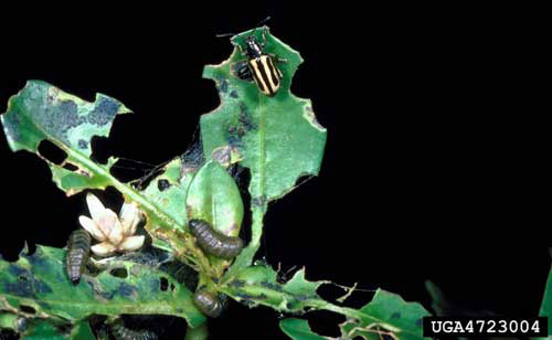 Larvae and adult of the alligatorweed flea beetle